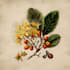 draw a botanical illustration