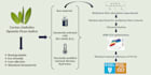 create a graphical abstract and scientific illustrations