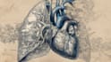 draw detailed medical illustrations