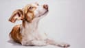 paint stunning pet portrait