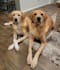 make engaging pet ugc content for your product