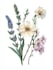 draw a botanical illustration