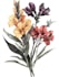 illustrate best botanical illustration