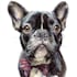 draw watercolor pet portrait