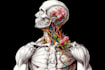 custom medical anatomy illustrations