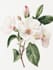 create a botanical illustration in the traditional  technique