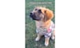 film pet and garden ugc with real home and outdoor scenes