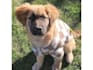 film pet and garden ugc with real home and outdoor scenes