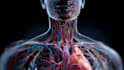 draw anatomy and medical vector illustration