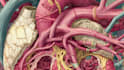 draw detailed medical illustrations