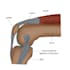 do anatomy and medical illustration
