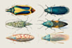 draw scientific animals encyclopedia book illustrations