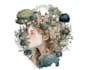 paint a beautiful watercolour illustration
