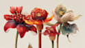 illustrate best botanical illustration