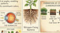 create aesthetic visual study notes and infographic summaries for any subject