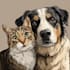 your pet into a cartoon portrait