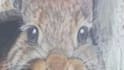 create a hand drawn wildlife illustration in realistic style