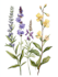 create botanical illustration flower, plant design