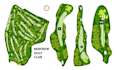 design a professional golf course map illustration