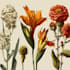 illustrate best botanical illustration