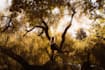 do professional digital photography
