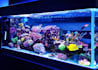 write expert articles about fishkeeping and aquariums