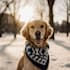 create ugc dog content for tiktok and meta