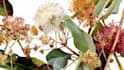illustrate best botanical illustration