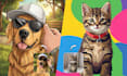 design a bold pet art portrait
