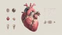 create anatomy, medical, and scientific illustrations