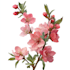 illustrate best botanical illustration