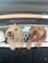 create authentic pet ugc videos for your brand