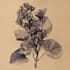 do botanical illustrations in pen and ink