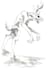 draw mythical creatures and cryptids