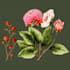 illustrate best botanical illustration