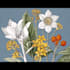 draw botanical designs and patterns for you
