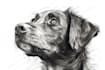 draw convert your pet image into outlines and line art