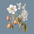 illustrate best botanical illustration