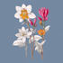 draw vector botanical illustrations of plants