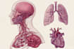 create medical illustration and diagram