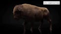 create realistic 3d animal animation with cinematic vfx compositing