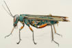 do colour insects illustration