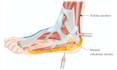 create detailed medical and anatomical illustrations