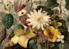 draw a botanical illustration