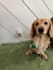 create real and relatable ugc videos for your pet brands