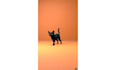 do something 3d character animation using blender