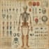 do scientific illustrations diagram and figures