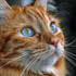 do cat portrait illustration