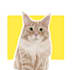 draw a cute of your pet portrait