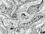 draw black and white illustrations